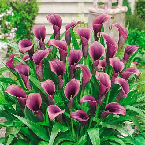 Calla Lily Bulbs, Lily Purple, Zantedeschia Aethiopica, Pink Calla Lilies, Lily Seeds, Purple Calla Lilies, Calla Lily Flowers, Lily Bulbs, Garden Privacy