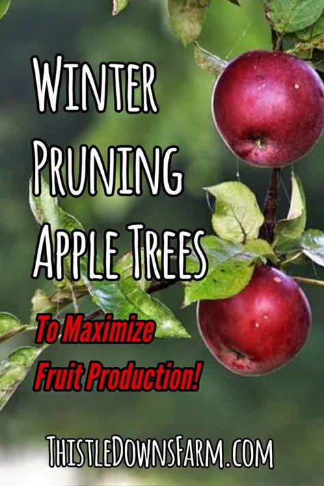 Growing Apple Trees, Apple Tree Care, Pruning Apple Trees, Fruit Trees Backyard, Prune Fruit, Fruit Tree Garden, Pruning Fruit Trees, Growing Fruit Trees, Tree Pruning