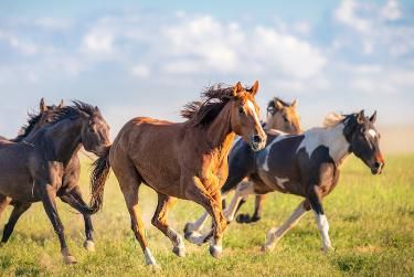 Wild Horses Running, Horse Galloping, Horse Tail, Mustang Horse, Places In America, Wild Mustangs, Running Horses, Majestic Animals, Animal Species