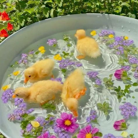 Frühling Wallpaper, Cute Ducklings, Cute Small Animals, Baby Ducks, Super Cute Animals, Pretty Animals, Cute Animals Images, Silly Animals, Spring Aesthetic