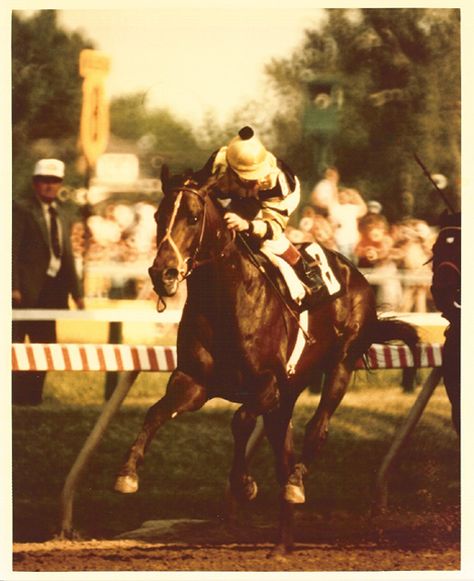 Seattle Slew, Secretariat Horse, Famous Horses, Thoroughbred Racehorse, Preakness Stakes, Triple Crown Winners, Derby Horse, Belmont Stakes, Thoroughbred Horse Racing