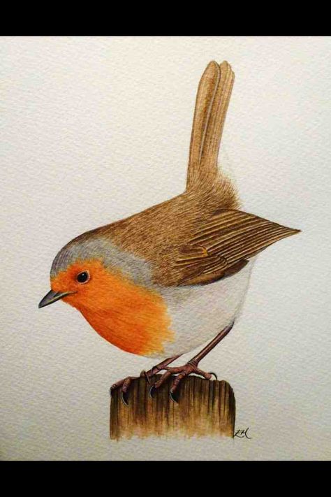 Red Robin Bird Tattoo, Red Robin Drawing, How To Paint A Robin In Watercolour, Robin Illustration Bird, Robin On A Branch, Rowan Tree, Mother Daughter Tattoos, Christmas Drawing, Bird Drawings