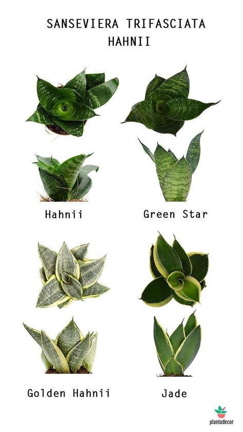 Plant Leaf Identification, Outdoor Furniture Diy, Sansevieria Plant, Household Plants, Plant Care Houseplant, Inside Plants, Air Purifying Plants, Plant Decor Indoor, Plant Stand Indoor