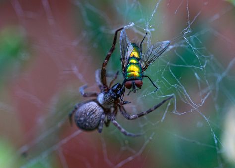 Fly Caught In Spider Web, Spider Fly, Fly Love, H.e.r Aesthetic, Fly Traps, Small Stuff, Web Photos, The Masterpiece, Creature Design