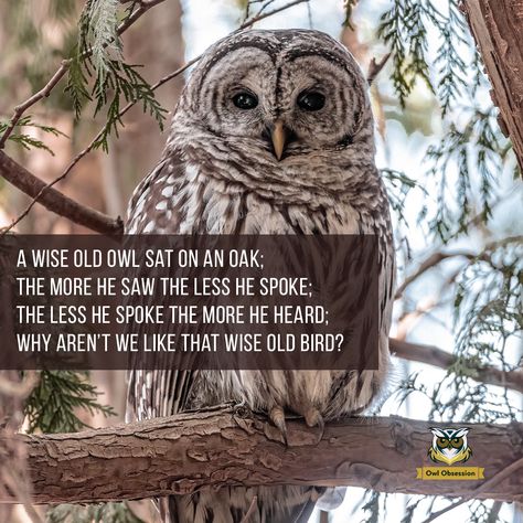 I love owl A Wise Old Owl Sat On An Oak, Owl Quotes, Wise Old Owl, Burrowing Owl, Owl Lovers, Wise Owl, Watch Dogs, Notebook Planner, Spirit Guides