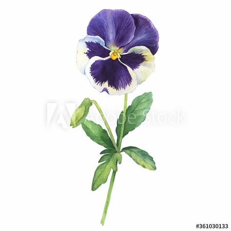 The blue garden tricolor pansy flower (Viola tricolor, viola arvensis, heartsease, violet, kiss-me-quick with leaves. Hand drawn botanical watercolor painting illustration isolated on white background #AD , #arvensis, #viola, #heartsease, #kiss, #violet Viola Flower Drawing, Violet Sketch Flower, Viola Tricolor Illustration, Wild Pansy Drawing, Violet Botanical Illustration, Pansies Flowers, Blue Garden, Botanical Watercolor, Plant Illustration