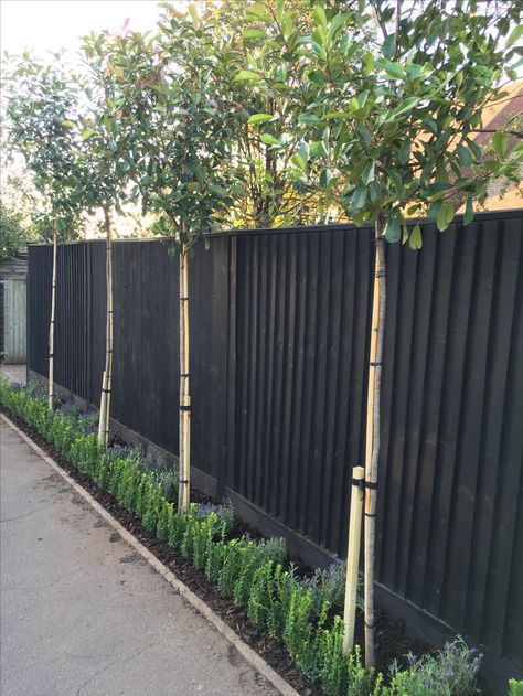 Box Hedge Driveway, Drive Way Fence Ideas, Box Hedge Garden, Box Hedging Ideas, Hedging In Front Of House, Backyard Hedge Fence, Lavender Along Fence, Front Fence Garden Ideas, Pleached Photinia Red Robin