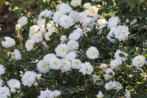 White Drift Roses Landscape Ideas, White Drift Roses, White Knockout Roses, Drift Roses Landscape Ideas, Groundcover Roses, Border Gardens, Drift Roses, Wall Plants, Miniature Roses