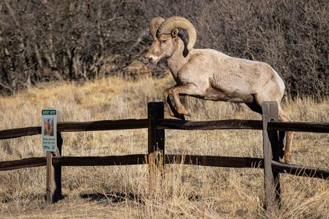 Pictures Ovis bighorn sheep Jump Fence animal Sheep Jumping, 2025 Year, Bighorn Sheep, Year Of The Snake, Fence Paint, Sketchbook Ideas, Free Picture, Desktop Wallpapers, Wallpaper Pc