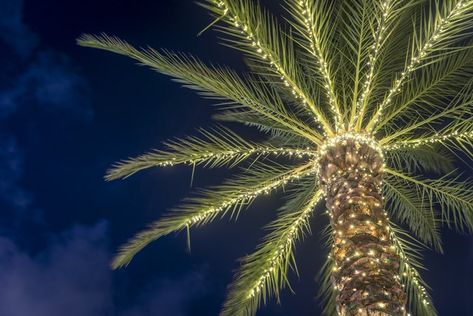 A stately palm under cover of night is a wasted opportunity to highlight your home or property. Learn how to light palm trees to emphasize their distinctive features. Palm Tree Christmas Lights, Garden Of Lights, Christmas Palm Tree, Best Christmas Lights, Christmas Wonderland, Enchanted Garden, Tree Lighting, Christmas In July, Holiday Lights