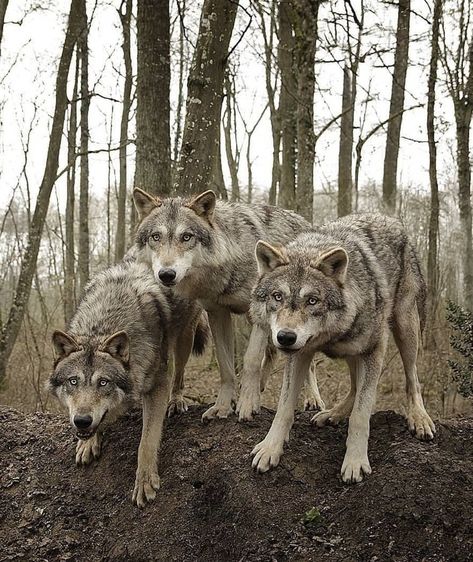 #wolf #wildlife #wolves #wild #husky #dog #wildwolves #wolfman #wolflover #bark #community #babywolf #wildwolf #instawolf #safethewolves… Photography Black And White Nature, Three Wolves, Regard Animal, Black And White Nature, Wolf Images, Arctic Wolf, Wolf Photos, Wolf Spirit Animal, Photography Black And White