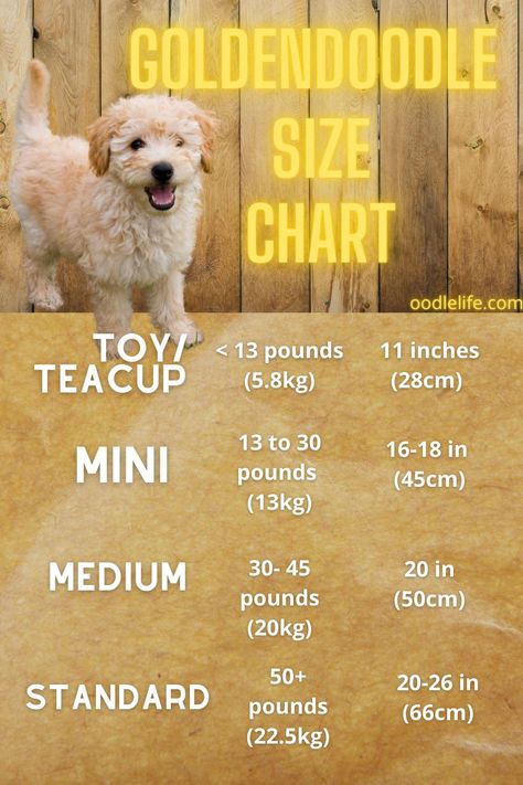 Goldendoodle Size Chart, Poodle Sizes Chart, Goldendoodle Medium Size, Golden Doodle Size Chart, Toy Golden Doodle Puppy, Medium Goldendoodle Full Grown, Mini Goldendoodle Full Grown, Small Goldendoodle, Puppy Pampering