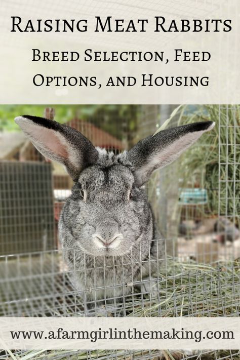 Raising Meat Rabbits | Breeds, Feed, Housing | A Farm Girl in the Making Raising Bunnies For Meat, Breeding Rabbits For Meat, Meat Rabbit Set Up, Meat Rabbits Housing, Homestead Rabbits, Rabbit Keeping, Raising Meat Rabbits, Meat Rabbits Breeds, Rabbits For Meat