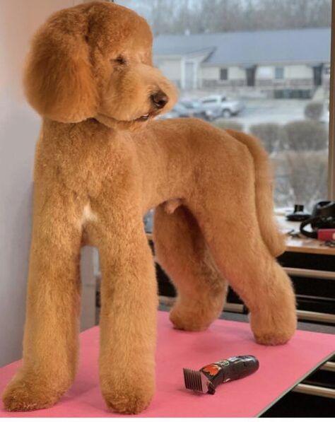 Shaved Goldendoodle, Labradoodle Hair, Labradoodle Haircut Style, Labradoodle Haircut, Goldendoodle Haircuts, Goldendoodle Grooming, Golden Doodle Dog, Poodle Hair, Dog Grooming Styles