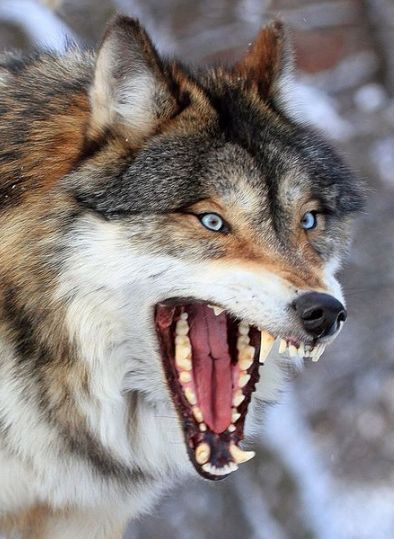 Wolf Poses, Angry Wolf, Wolf Photography, Wolf Photos, Wolf Spirit Animal, Very Angry, Wolf Love, Wild Wolf, Wolf Pictures