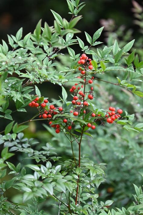 Heavenly bamboo ( Nandina domestica ) fruits and leaves. Berberidaceae evergreen plants. stock images Nandina Obsession, Red Bamboo Plant, Heavenly Bamboo Nandina, Strawberry Branch, Lindera Benzoin, Evergreen Plants, Photo Image, Stock Images, Design Inspiration