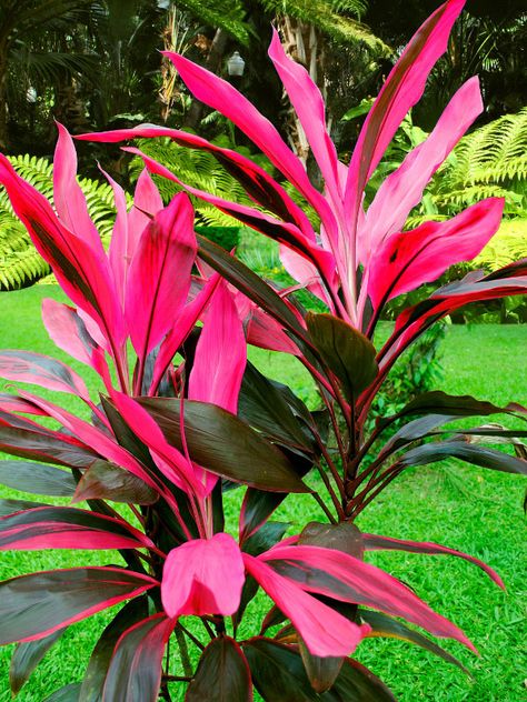 Florida Landscape Design, Tropical Backyard Ideas, Hawaiian Ti Plant, Madagascar Dragon Tree, Entrance Landscaping, Driveway Entrance Landscaping, Toxic Plants For Cats, Pencil Cactus, Ti Plant