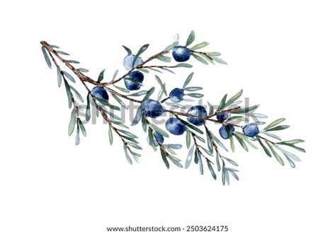 Juniper Branch Berries Watercolor Illustration Isolated Stock Illustration 2503624175 | Shutterstock Juniper Branch, Berries Watercolor, Photo Wedding Invitations, Crop Image, Channel Art, Schedule Design, Color Palette Generator, Holiday Illustrations, Collage Maker