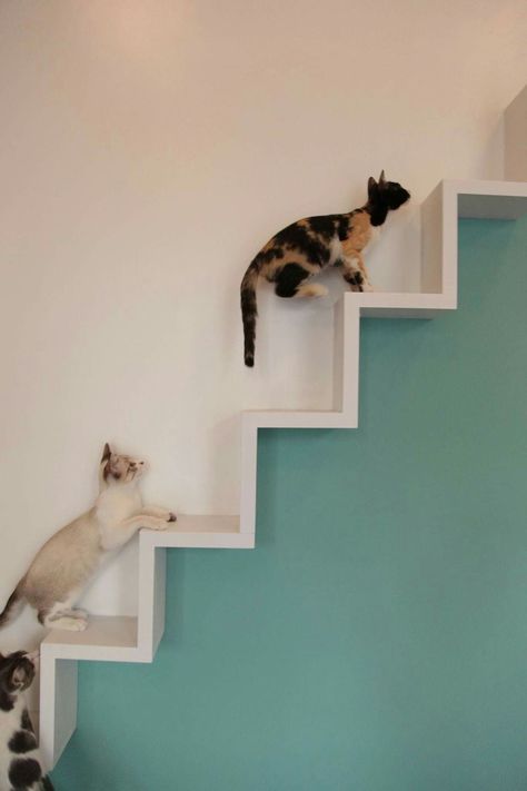 High Ceiling Cat Wall, Katt Diy, Cat Room Decor, Cat Climbing Wall, Cat Furniture Design, Katt Grejer, Kat Diy, Cat Patio, Cat Wall Shelves