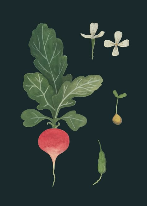 Radish Botanical Illustration, Illustration Art Plants, Radish Tattoo, Radish Illustration, Radish Art, Veggie Illustration, Fruits And Vegetables Illustration, Vegetables Illustration, Veggie Art