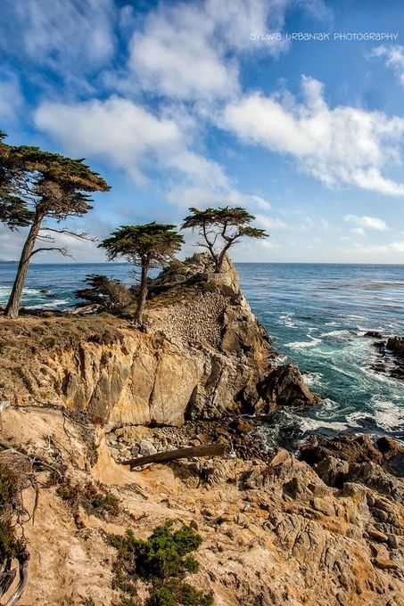 Photo "LonelyPine" by SylwiaUrbaniak Lone Cypress, Carmel California, Carmel Ca, Carmel By The Sea, Lake Powell, California Travel Road Trips, Pacific Coast Highway, California Coast, Road Trip Usa