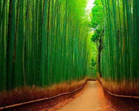 Bamboo Walkway, Bamboo Forest Japan, Tree Tunnel, Magic Places, Landform, Magical Tree, Breathtaking Places, Bamboo Forest, Bhutan