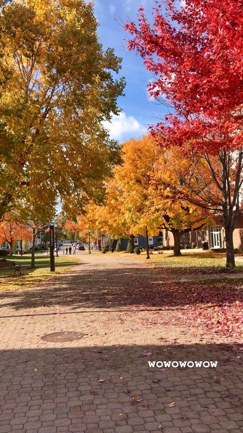 Fall at the University of Dayton Stonybrook University, University Of Dayton, College Senior, Dorm Room Inspiration, 2023 Vision, Senior Year, Dorm Room, Room Inspiration, Vision Board