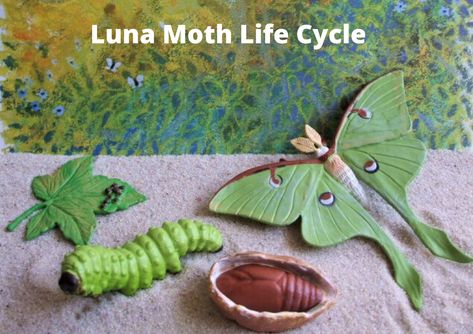 Luna Moth Life Cycle Moth Life Cycle, Moth Cocoon, Silkworm Moth, Luna Moths, Pete The Cats, American Heritage Girls, Native Plant Gardening, Butterfly Species, Moth Art