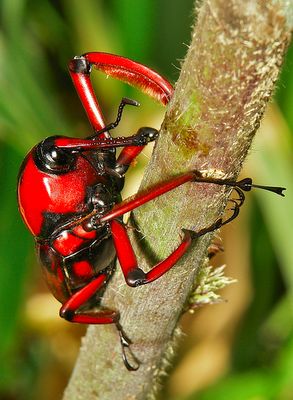 UnbeWEEVable: the Huge, Red, and Hungry Bamboo Weevil | Featured Creature Cool Insects, Cool Bugs, A Bug's Life, Beautiful Bugs, Praying Mantis, Creepy Crawlies, Arthropods, Crustaceans, Arachnids