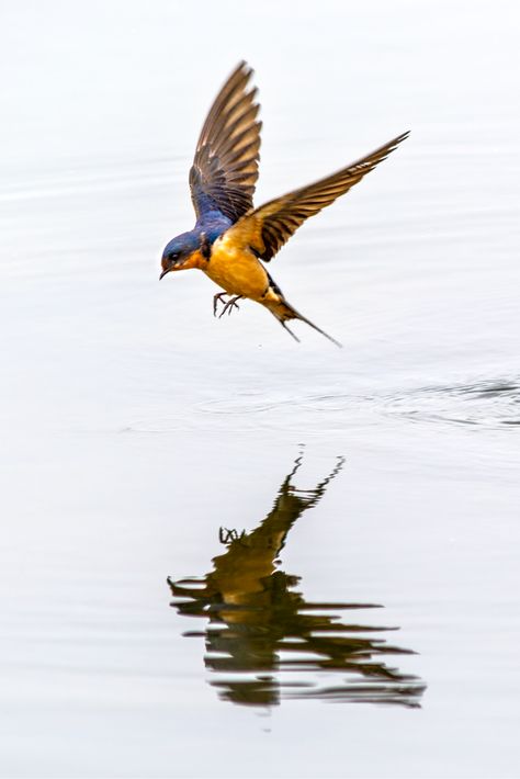 A barn swallow flying over the lake at Prospect Park in Wheat Ridge, Colo. Swallow Flying, Flying Bird Tattoo, Barn Swallow, Swallow Tattoo, Bird Flying, Swallow Bird, Chinoiserie Wallpaper, Swallows, A Barn