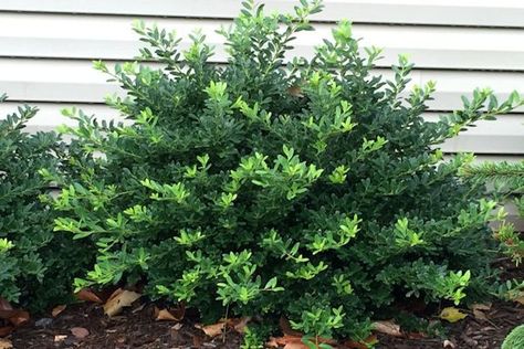 Ilex crenata 'Hoogendorn' (Hoogendorn Japanese Holly)-A low growing dense, mounding and compact evergreen with excellent dark green shiny flat leaves.  Grows twice as wide as it does tall and does well in full sun or partial shade.  Little or no pruning is needed making this a maintenance free plant.  A good foundation plant or border hedge. Height 24-30", Width 3-4', Hardiness Zone: 5-7 Japanese Holly Landscaping, Evergreen Foundation Plants, Shrubs For Property Line, Compact Japanese Holly Landscape, Mountain Laurel Shrub, Foundation Landscaping, Evergreen Foundation Planting, Japanese Holly, Ilex Crenata