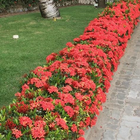 Cerca viva: privacidade e contato com a natureza para um lar mais belo Ixora Plant, Front Garden Landscape, Privacy Landscaping, Rose Trees, Front Yard Garden, Tropical Landscaping, Landscaping Plants, Outdoor Landscaping, Tropical Garden