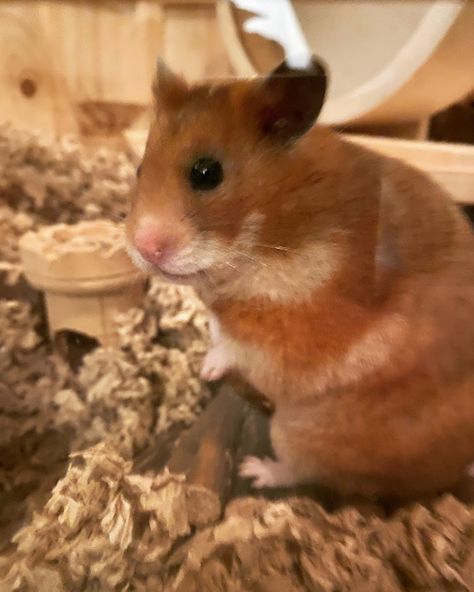 Ginger gets back to her cage after a day of free roaming, sometimes ���😉 Ginger Hamster, To Her, Hamster Life, Hamster Food, Apt Decor, Hamster Care, Hamster Wheel, Syrian Hamster, Hamster House