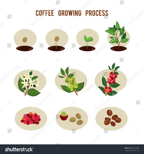 Coffee Tree Drawing, Coffee Process Illustration, Coffee Tree Illustration, Coffee Plant Illustration, Coffee Harvesting, Coffee Brochure, Coffee Shop Merchandise, Coffee Processing, Coffee Farming