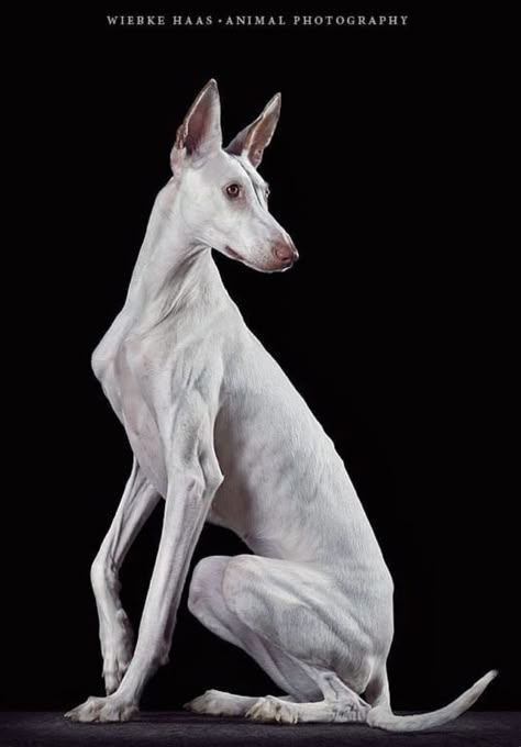 Regard Animal, Ibizan Hound, Animal Poses, Hairless Dog, Dog Anatomy, Dog Poses, Animal Study, Animal Anatomy, Animal Reference