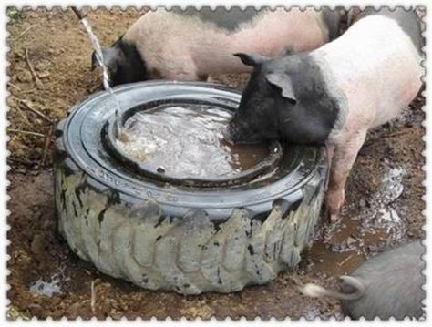 DIY Pig Watering Bowl - a great repurposing project... #pigs #diy #homestead #homesteading Hog Waterer Diy, Tires For Goats, Pig House Ideas, Pig Pen Ideas, Toys For Pigs, Pig Trough, Pig Shelter, Pig Feeder, Pig Waterer