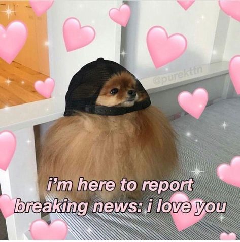 Weekly Pawsitivity With Doggo Memes - I Can Has Cheezburger? Wholesome Valentines Cards, Cute Love Messages, Wholesome Pictures, Couple Memes, Cute Love Memes, Crush Memes, Cute Messages, Relationship Memes, Funny Reaction Pictures