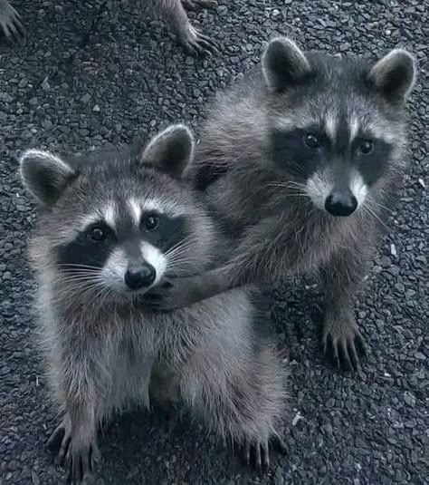 Raccoon Pictures, Raccoon Drawing, Cute Raccoons, Tattoos Nature, Trash Pandas, Pet Raccoon, Cute Raccoon, Raccoon Funny, Red Pandas