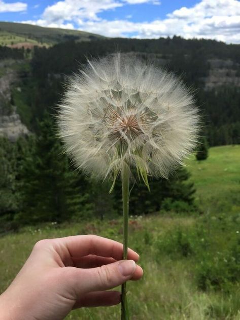 This Giant Dandelion In Montana Giant Dandelion, Pet Raven, Fresh Image, Like A Cat, Types Of Photography, See Images, For Today, Beautiful Gardens, Hibiscus