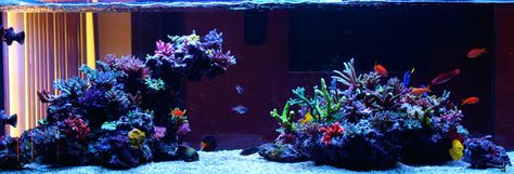 250g SPS peninsula style tank - Page 5 - Reef Central Online Community Pictures Of Sea Creatures, Reef Tank Design, Reef Aquascaping, Reef Tank Aquascaping, Nano Reef Tank, Coral Aquarium, Marine Fish Tanks, Sea Aquarium, Reef Tanks