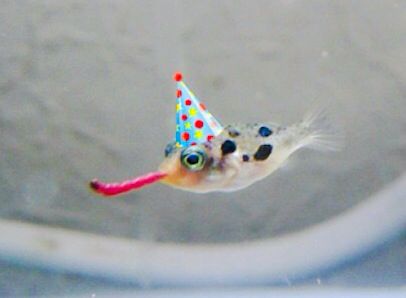 Pufferfish Aesthetic, Cute Fish Aesthetic, Silly Pufferfish, Pufferfish Cute, Animals In Hats, Fish Meme, Silly Fish, Fish Funny, Funny Fish