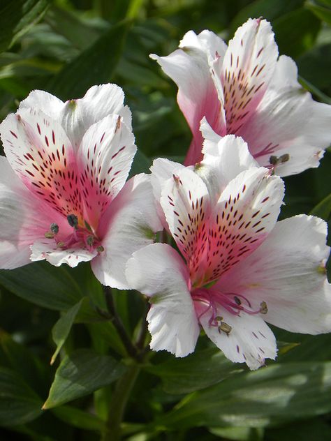 Peruvian Lily - also called the Lily of the Incas or Alstroemeria.  It's my favorite long-lasting cut flower! Alstroemeria Tattoo, Alstroemeria Flower, Peruvian Lily, Peruvian Lilies, Flower Identification, Autumn Flowers, Sugar Flowers, Exotic Flowers, Flowers Nature