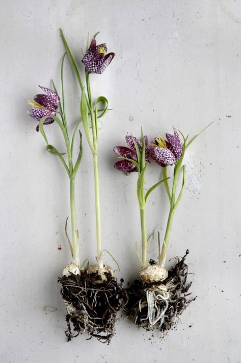 fritillaria Tulip Bulbs, Deco Floral, Bulb Flowers, Spring Colors, Plant Life, Love Flowers, Flowers Photography, Garden Inspiration, Purple Flowers