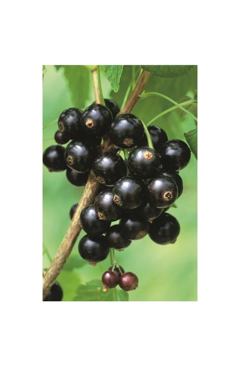 How to plant and grow blackcurrants Black Current Plants, White Currant Plant, Red Currant Plant, Black Currant Plant, Productive Garden, Red Currants, Plants And Gardening, Sarah Raven, Bush Plant