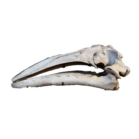 Gray whale skull 3D models download,and view in VisionPro, Meta Quest - Freecreat Whale Skull, Red Sketchbook, Fish Skull, Grey Whale, Carnivorous Animals, Baleen Whales, Apple Vision Pro, Shark Hat, Stone Chimney