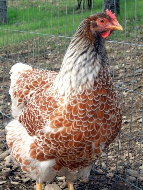 Onze Doortje is een golden lace Barnevelder. Rustige einzelganger. Houdt het meest van groene groentes. Barnevelder Chicken, Blue Laced Red Wyandotte, Wyandotte Chicken, Egg Laying Chickens, Fancy Chickens, Chicken Life, Backyard Chicken Farming, Chickens And Ducks, Beautiful Chickens