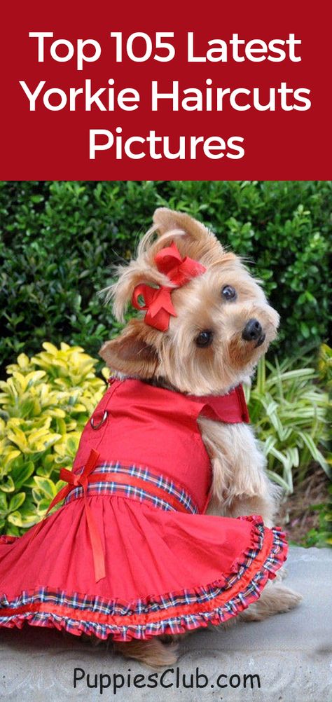 Yorkie Haircut Teddy Bear Faces, Yorkie Girl Haircut, Female Yorkie Hairstyles, Teacup Yorkie Haircut, Yorkie Face Haircut, Yorkie Terrier Haircuts Female, Girl Yorkie Haircut, Yorkie Hairstyles Girl, Yorkie Haircuts Female