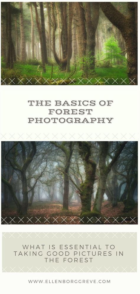 Forest Photoshoot, Photoshoot Tips, Photography Basics, Beautiful Forest, Forest Photography, Learning Photography, Tree Forest, Mind You, Phone Photography