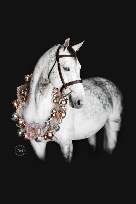 Photo Horse, Horse Background, Hunter Jumper Horses, Pictures With Horses, Holiday Portraits, Horse Christmas, Black Background Photography, Christmas Horses, Funny Horses