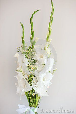 Bouquet of White Gladioli. Whiteness Delicate Gladiolus Flowers. Close Up on White Background Stock Photo - Image of leaf, gift: 159049046 Gladiolus Flower Bouquet, Gladiolus Bridal Bouquet, Gladiolus Wedding Bouquet, Chrysanthemum Wedding Bouquet, Gladiolus Bouquet, Chrysanthemum Bouquet, Carnation Bouquet, Gladiolus Flower, Flower Close Up